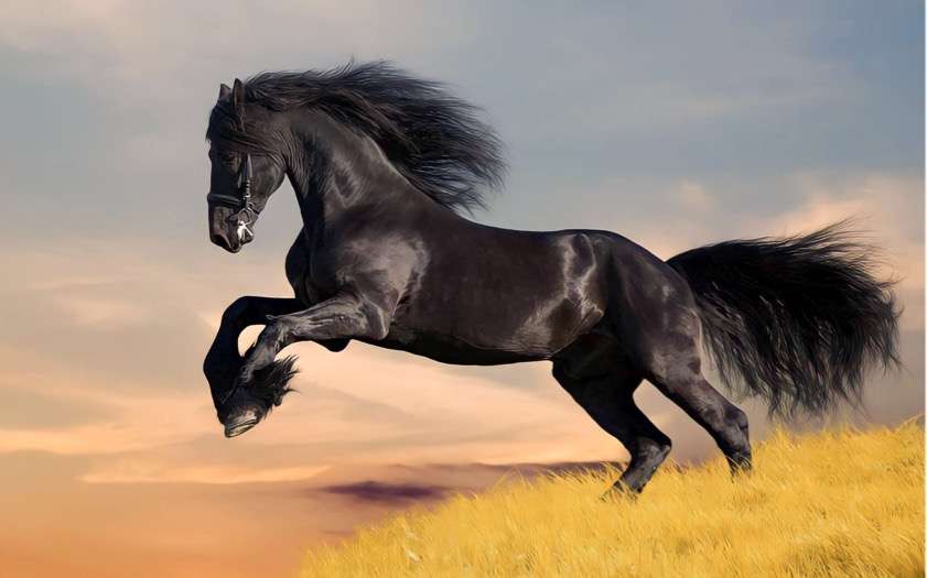 Friesian Horse Breed Guide | Exploring Characteristics, Health, and Nutrition