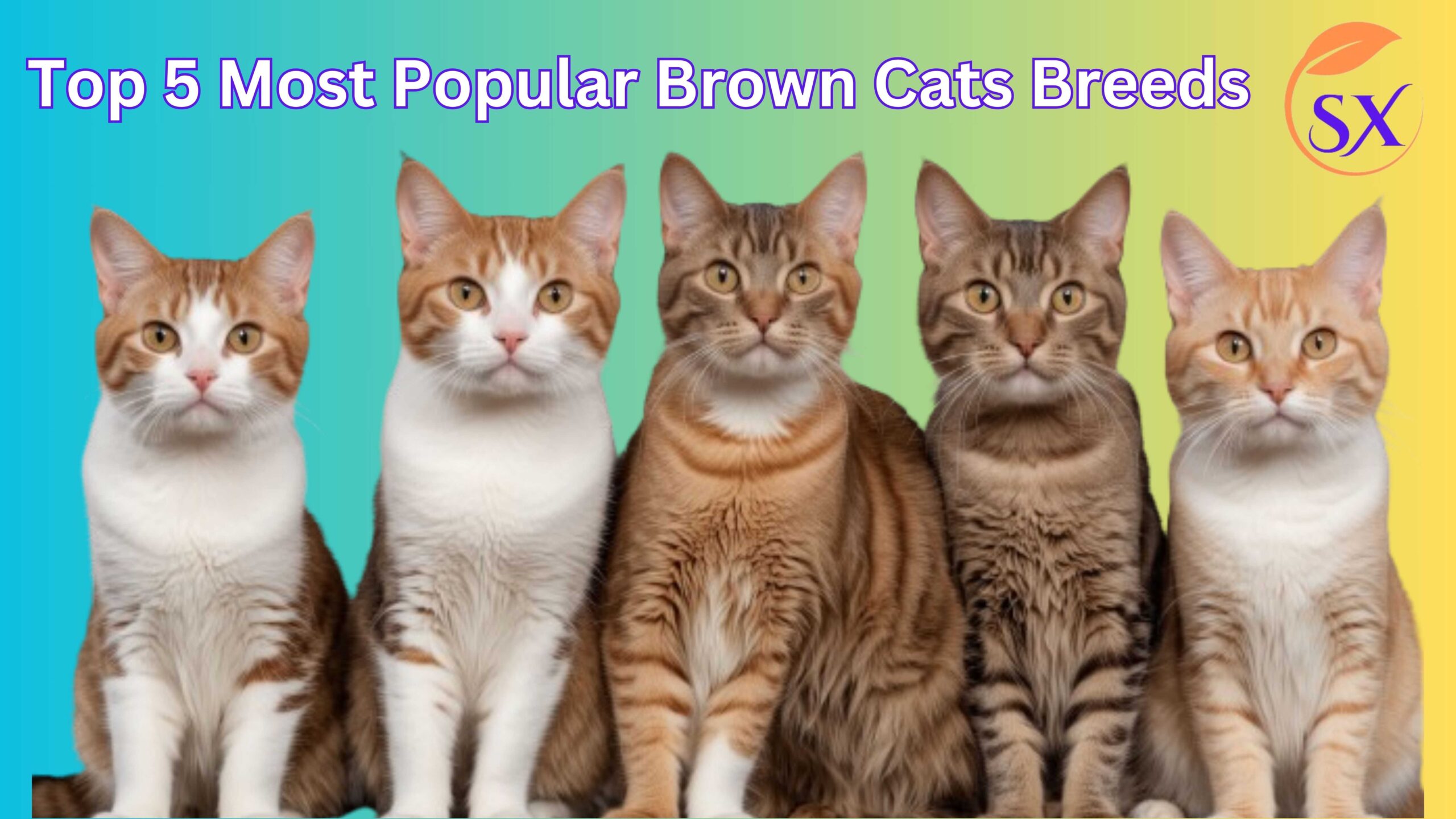 Top 5 Most Popular Brown Cats Breeds in the World